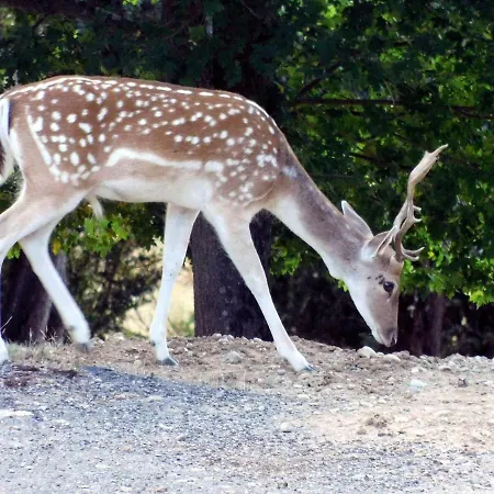 Domaine Saint Andrieu Penzion Greffeil